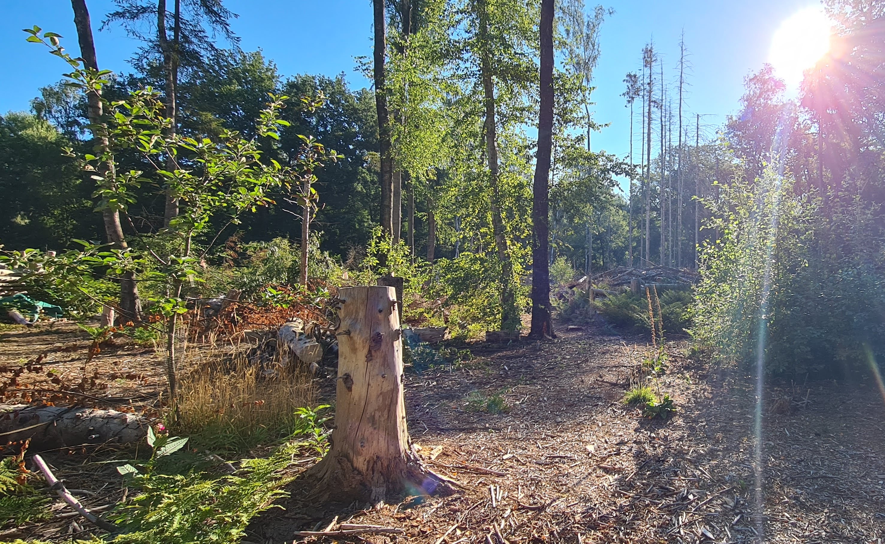 Food forest updates