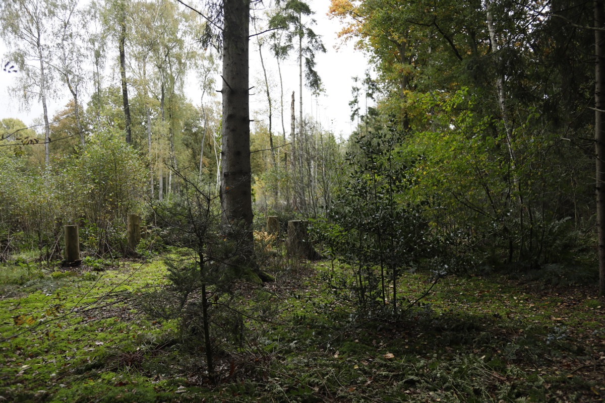Mistig herfstbos op het terrein