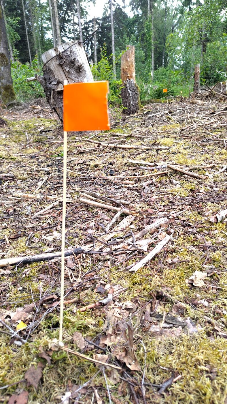 Oranje vlaggetje in het bos dat de route markeert