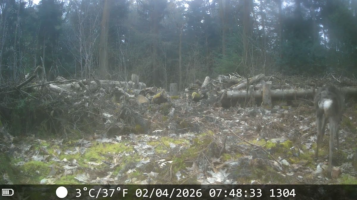 Ree halverwege in beeld, voorjaar